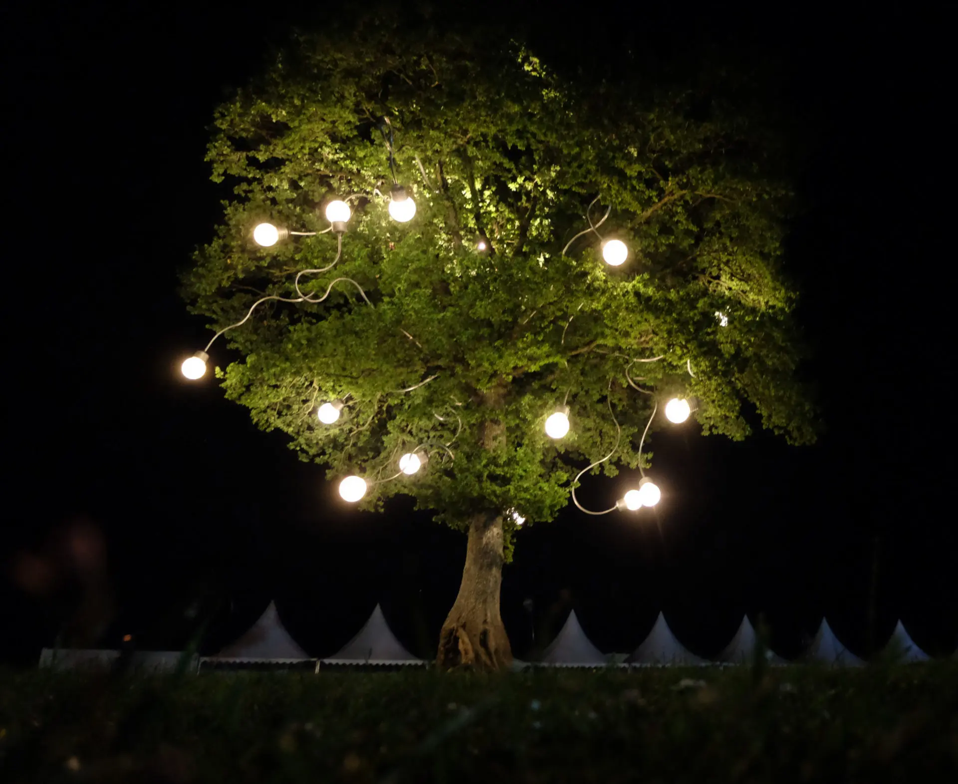20181129165009_arbre-tortill-nuit-1